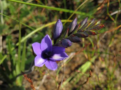 Babiana angustifolia, photographed by Jeremy Gilmore