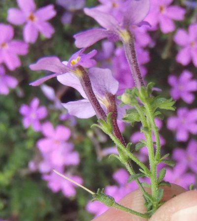 Jamesbrittenia stellata, photographed by Nicola van Berkel