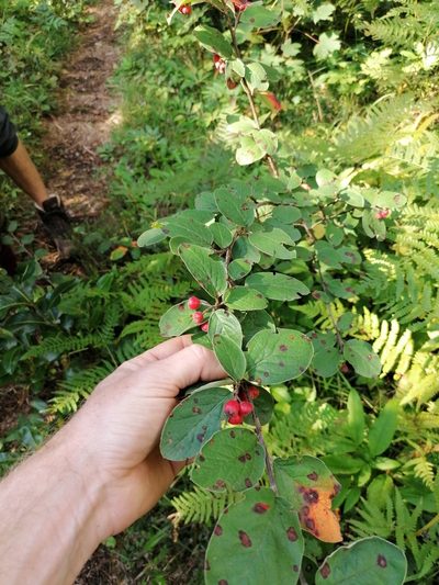 Cotoneaster tomentosus, photographed by Daniel Linzbauer