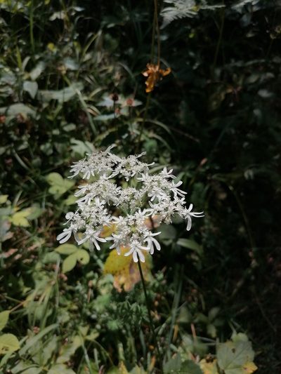 Heracleum austriacum, photographed by Daniel Linzbauer
