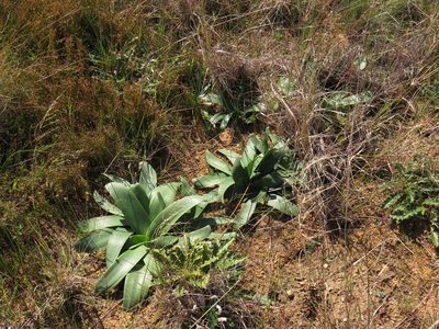 Ammocharis longifolia, photographed by Jeremy Gilmore
