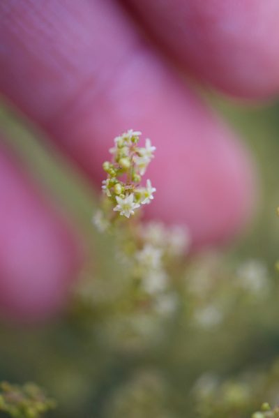 Trymalium ledifolium, photographed by Ruth Clark