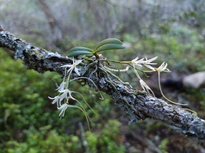 Mystacidium venosum, photographed by Ren Hoekstra