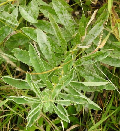 Thermopsis lanceolata, photographed by Анна Васильченко