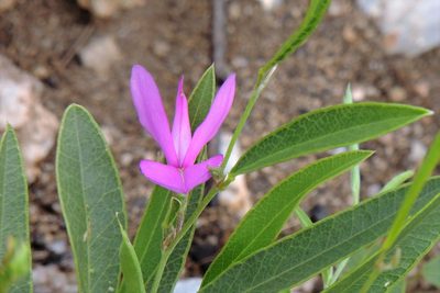 Nanogalactia heterophylla, photographed by Hugo Hulsberg