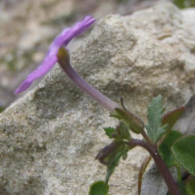 Lyperia violacea, photographed by Nicola van Berkel