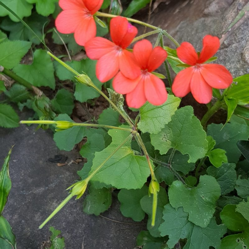 Pelargonium tongaense, photographed by Margaret Burger