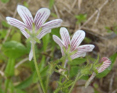 Nemesia bicornis, photographed by Nicola van Berkel