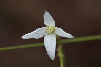 Clematis pubescens, photographed by Ruth Clark