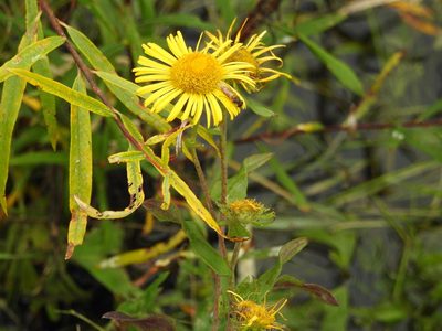 Pentanema salicinum, photographed by Анна Васильченко