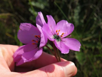 Drosera cistiflora, photographed by Jeremy Gilmore