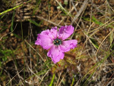 Drosera cistiflora, photographed by Jeremy Gilmore