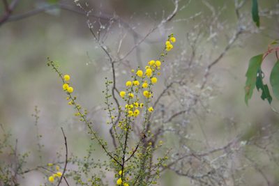 Acacia pulchella, photographed by Ruth Clark
