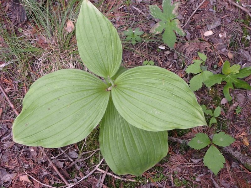 Cypripedium reginae, photographed by Mary Krieger