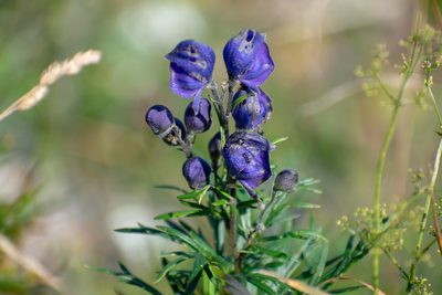 Aconitum napellus, photographed by Gergely Nigg