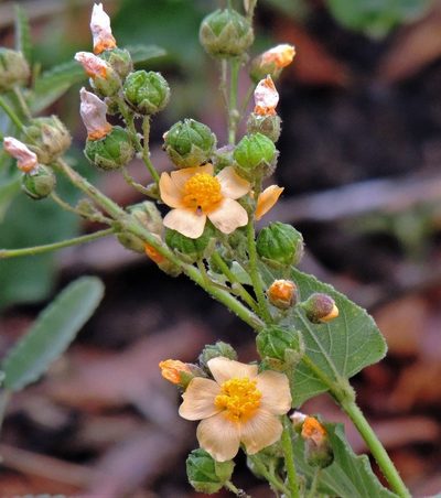 Wissadula gymnanthemum, photographed by Hugo Hulsberg