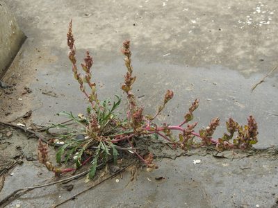 Chenopodium rubrum, photographed by Анна Васильченко