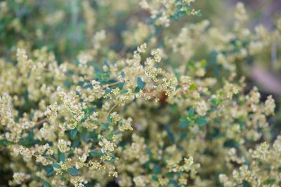Trymalium ledifolium, photographed by Ruth Clark