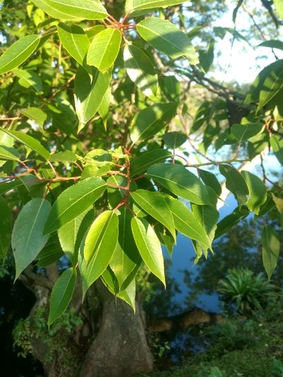 Salix tetrasperma, photographed by Ajit Ampalakkad