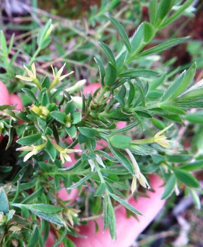 Gnidia inconspicua, photographed by linkie