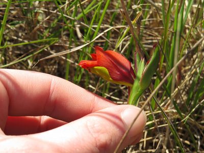 Gladiolus alatus, photographed by Jeremy Gilmore