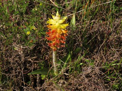 Lachenalia lutea, photographed by Jeremy Gilmore