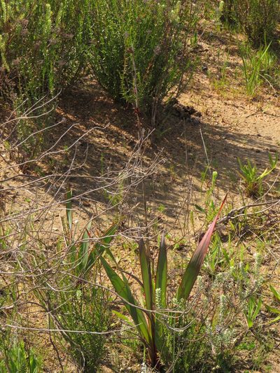 Watsonia humilis, photographed by Jeremy Gilmore