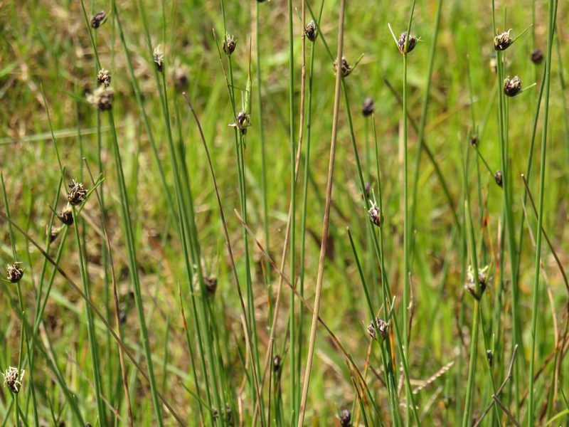 Ficinia indica, photographed by Jeremy Gilmore