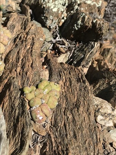 Conophytum ficiforme, photographed by Ren Hoekstra