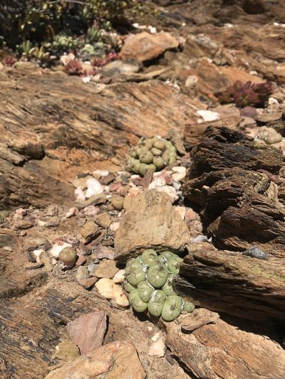 Conophytum ficiforme, photographed by Ren Hoekstra