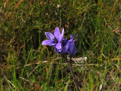 Babiana angustifolia, photographed by Jeremy Gilmore