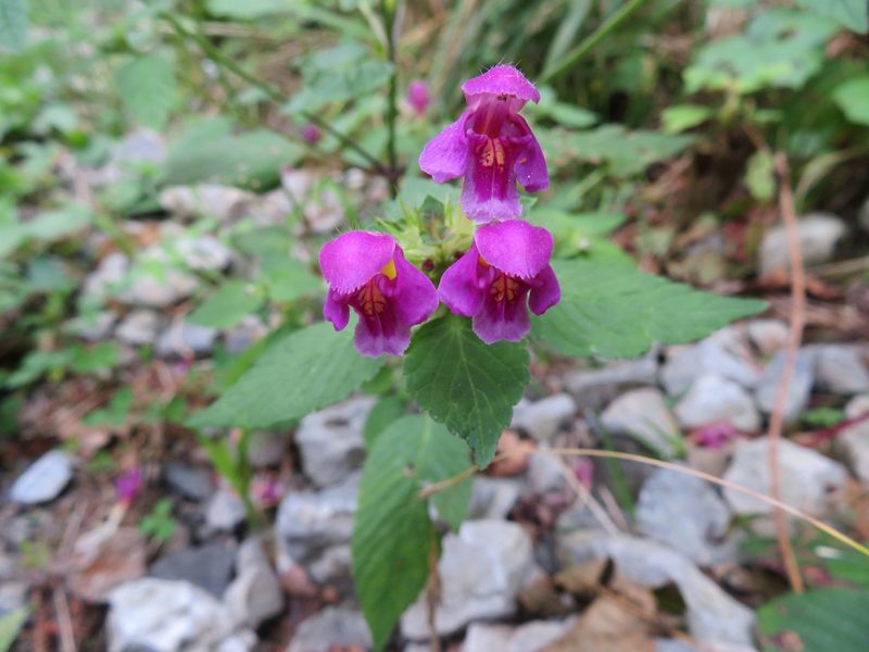 Galeopsis pubescens, photographed by Marco Mussita
