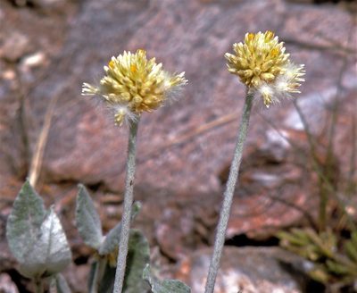Pfaffia gnaphalioides, photographed by Hugo Hulsberg