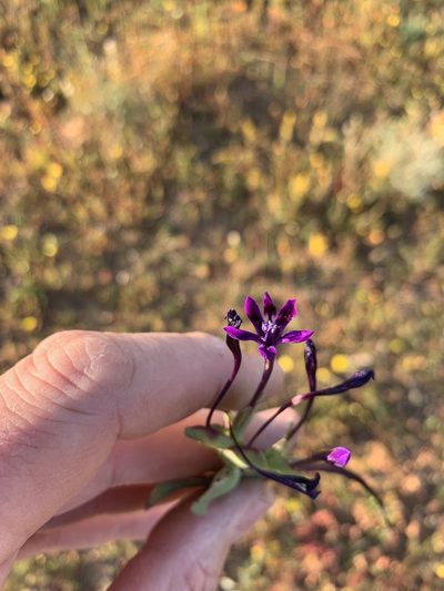 Lapeirousia violacea, photographed by Dave Richardson