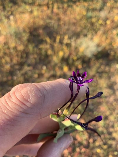 Lapeirousia violacea, photographed by Dave Richardson