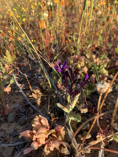 Lapeirousia violacea, photographed by Dave Richardson