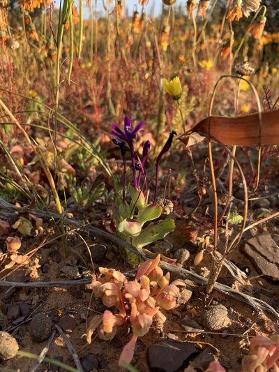 Lapeirousia violacea, photographed by Dave Richardson
