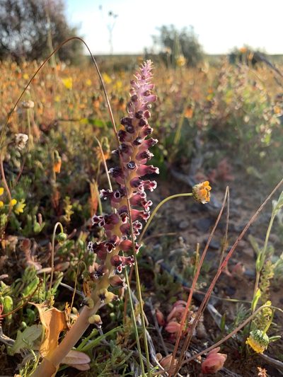 Lachenalia suaveolens, photographed by Dave Richardson
