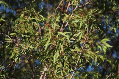 Searsia pendulina, photographed by Tony Rebelo