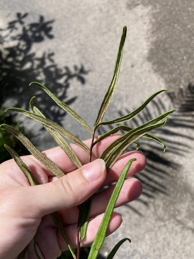 Pityrogramma trifoliata, photographed by Jade Fortnash