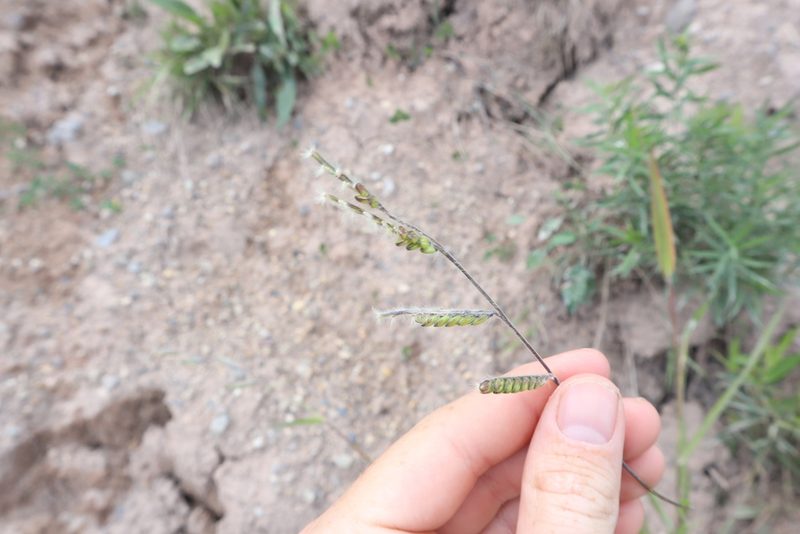 Eriochloa villosa, photographed by Jacob Friend