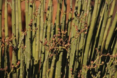 Euphorbia dregeana, photographed by Tony Rebelo