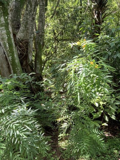Senna ligustrina, photographed by Jade Fortnash