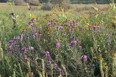Cirsium muticum, photographed by Jacob Friend