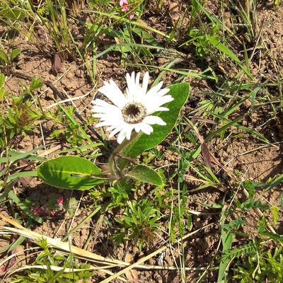 Gerbera ambigua, photographed by Benjamin Fredlund