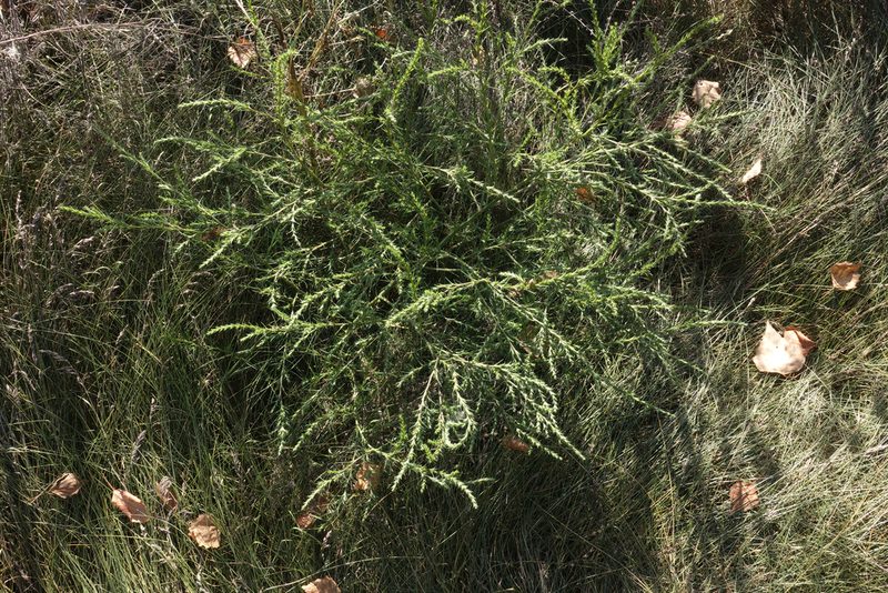 Salsola collina, photographed by Oleg Kosterin
