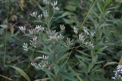 Eupatorium altissimum, photographed by Jacob Friend