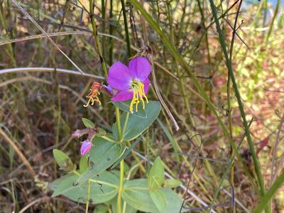 Rhexia virginica, photographed by Annie Weissman