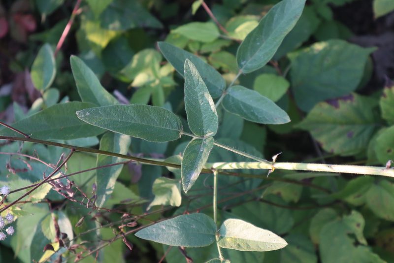 Desmodium illinoense, photographed by Jacob Friend