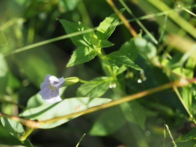 Mimulus ringens, photographed by mefisher